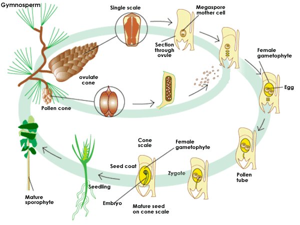 Seed Plants